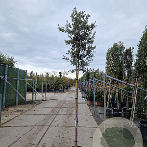 Quercus ilex 180 cm stam container 8-10