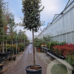 Quercus ilex 180 cm stam container 12-14