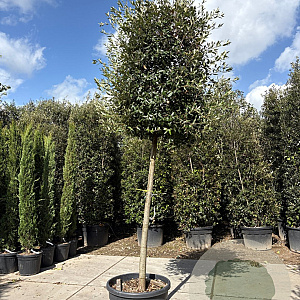 Quercus ilex 180 cm stam container 20-25