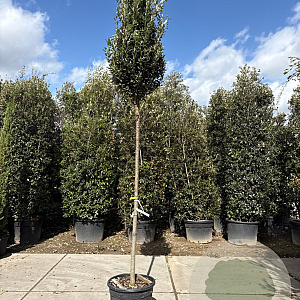 Quercus ilex 200 cm stam container 12-14