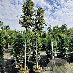 Quercus ilex 200 cm stam container 12-14
