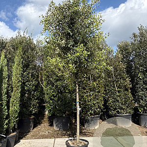 Quercus ilex 200 cm stam container 16-18 leiboom