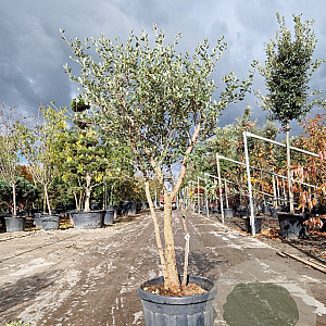 Quercus suber 120-140 cm container meerstammig