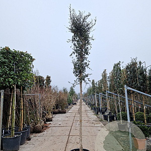 Quercus suber 180 cm stam container 16-18 leiboom