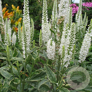 Veronica longifolia 'Charlotte' GM P9