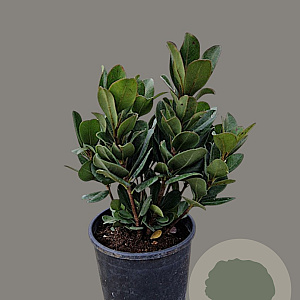 Rhaphiolepis umbellata ovata 20-30 cm 3,0L