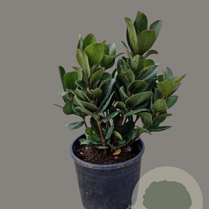 Rhaphiolepis umbellata ovata 40-60 cm 10L