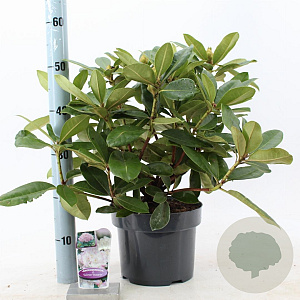 Rhododendron 'Gomer Waterer' 30-40 cm 5,0L