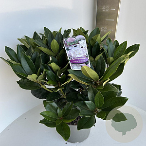 Rhododendron 'Gomer Waterer' 40-50 cm 5,0L