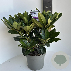 Rhododendron 'Gomer Waterer' 40-50 cm 5,0L