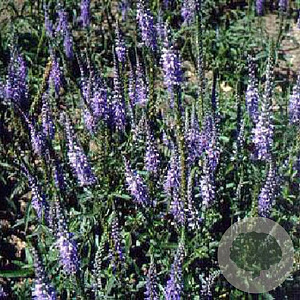 Veronica spicata 'Blaufuchs' GM P9