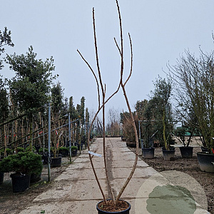 Rhus typhina 'Dissecta' 200-250 cm 35L