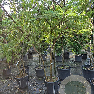 Rhus typhina 'Dissecta' 200-250 cm 35L