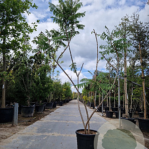 Rhus typhina 'Dissecta' 200-250 cm 35L