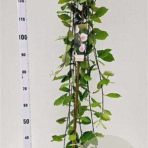 Salix caprea 'Kilmarnock' 120 cm stam 5,0L