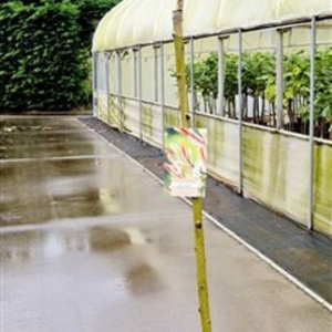 Salix integra 'Hakuro-nishiki' 120 cm stam 5,0L