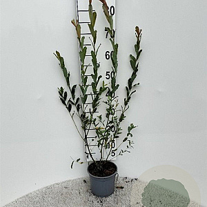 Salix purpurea 60-80 cm 2,0L