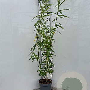 Salix viminalis 125-150 cm 5,0L
