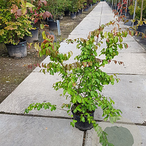 Parrotia persica 175-200 cm container meerstammig