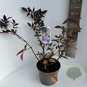 Sambucus nigra Black Beauty 30-35 cm 5,0L
