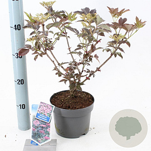 Sambucus nigra Black Beauty 30-40 cm 2,0L