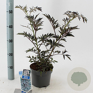 Sambucus nigra Black Lace 30-40 cm 2,0L