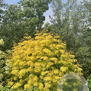 Sambucus Lemony Lace 30-40 cm 5,0L