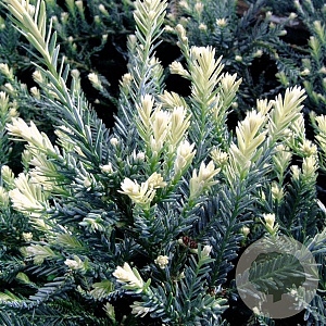 Sequoia s. 'Adpressa' 25-30 cm 3,5L