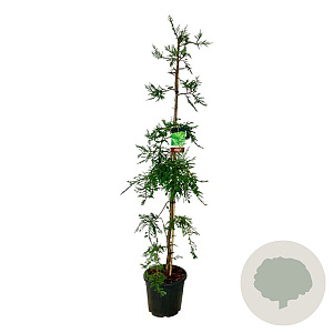 Sequoia s. 'Illa Martin' 175-200 cm 30L extra