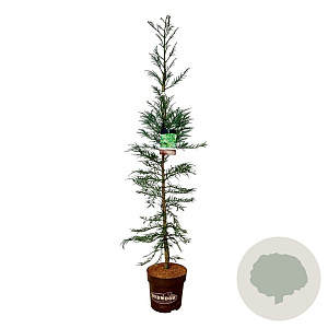 Sequoia s. 'Xeno' 175-200 cm 15L