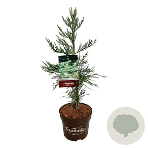 Sequoiadendron g. 'H. Mammoth One' 60-80 cm P26