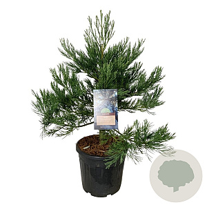 Sequoiadendron g. 'H. Mammoth Two' 80-100 cm 30L extra