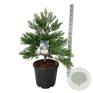 Sequoiadendron g. 'H. Mammoth Two' 80-100 cm cont. 55L extra