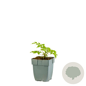 Aruncus 'Horatio' GM  P11
