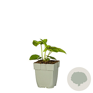 Brunnera macr. 'Betty Bowring' GM  P11