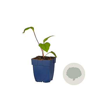 Echinacea p. 'Augustkönigin' GM  P11