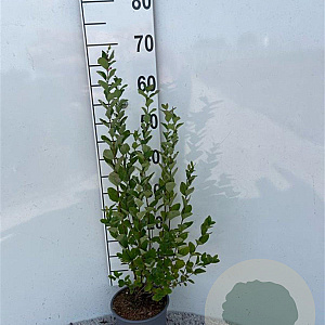 Symphoricarpos albus 40-60 cm 2,0L