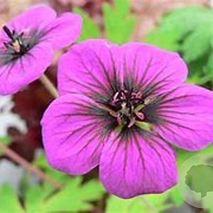Geranium 'Ann Folkard' GM  P11