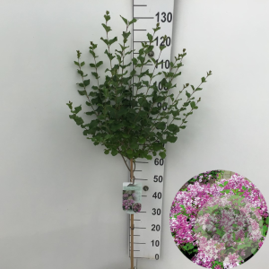 Syringa meyeri 'Palibin' 60 cm stam 5,0L