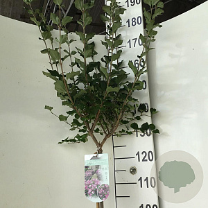 Syringa meyeri 'Palibin' 120 cm stam 7,5L