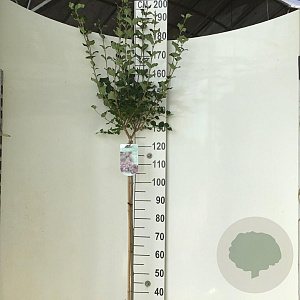 Syringa meyeri 'Palibin' 120 cm stam 7,5L