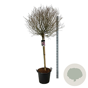 Syringa meyeri 'Palibin' 120 cm stam cont. 55L extra