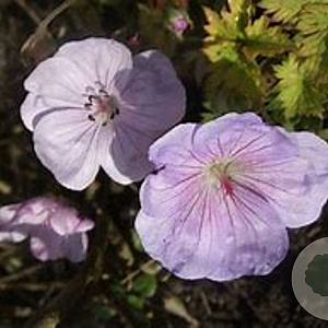 Geranium sang. Frivolius Lilac GM  P11
