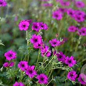 Geranium sang. Frivolius Purple GM  P11