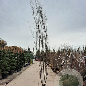 Tamarix africana 350-400 cm container meerstammig