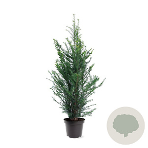 Taxus baccata 80-100 cm 7,5L