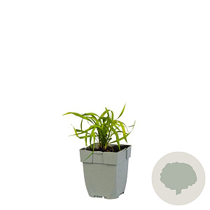 Liriope muscari 'Ingwersen' GM  P11