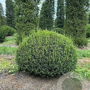Taxus baccata 140-150 cm draadkluit bol