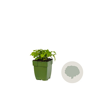 Melissa officinalis GM  P11