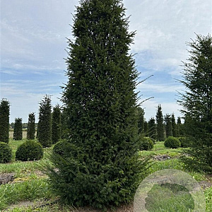 Taxus baccata 450-500 cm draadkluit solitair